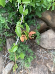 Ochna inermis