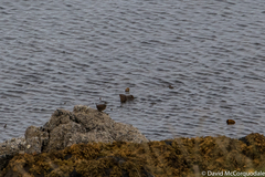 Troglodytes troglodytes zetlandicus