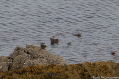 Troglodytes troglodytes zetlandicus