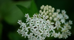 Asclepias texana