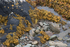 Pelvetia canaliculata