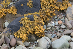 Pelvetia canaliculata