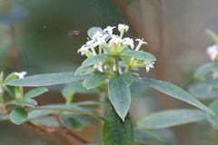 Pimelea gigandra