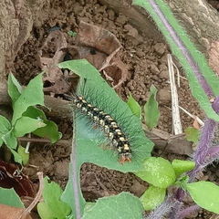 Nyctemera lacticinia