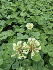 Trifolium repens