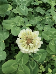Trifolium repens