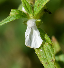 Leucas aspera