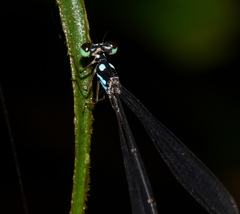 Coeliccia bimaculata