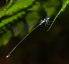 Coeliccia bimaculata