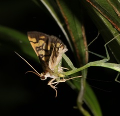 Lygropia distorta