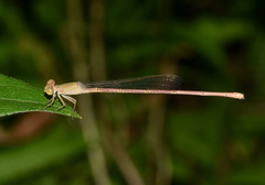 Ceriagrion olivaceum