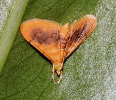 Mabra