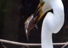 Gobiomorphus australis