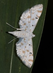 Parapoynx stagnalis