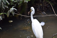 Gobiomorphus australis