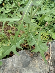 Lactuca indica
