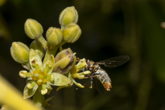 Simosyrphus grandicornis