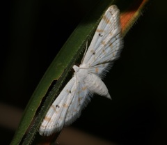 Parapoynx stagnalis