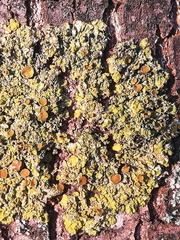 Xanthoria parietina