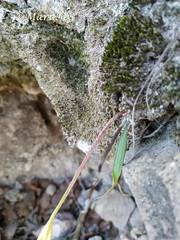 Schiedeella transversalis