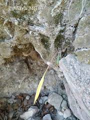 Schiedeella transversalis