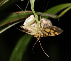 Lygropia distorta