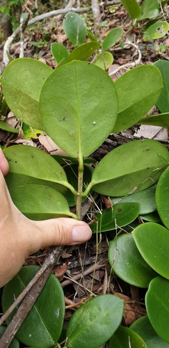 Hoya australis
