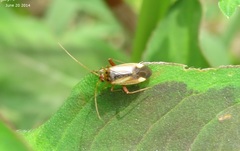 Adelphocoris suturalis