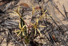 Pelargonium longiflorum