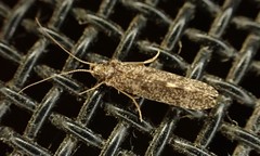 Ecnomidae