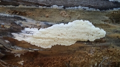 Gloeoporus pannocinctus