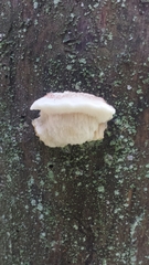 Calcipostia guttulata