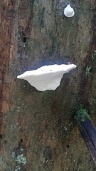Amaropostia stiptica