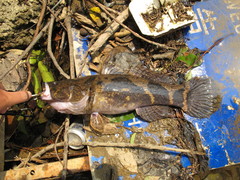 Oxyeleotris marmorata