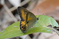 Hypocysta irius
