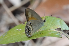 Hypocysta irius