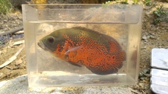 Astronotus ocellatus