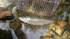 Hemiculter leucisculus