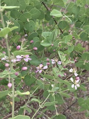 Triaspis glaucophylla