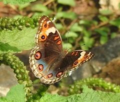 Junonia orithya wallacei