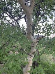 Commiphora tenuipetiolata