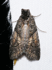 Acanthoprora