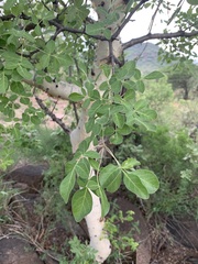 Commiphora tenuipetiolata
