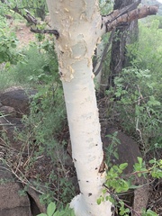 Commiphora tenuipetiolata