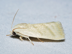 Earias paralella