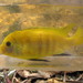 Labidochromis - Photo (c) H.T.Cheng, alguns direitos reservados (CC BY-NC), uploaded by H.T.Cheng