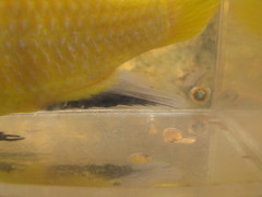 Labidochromis caeruleus