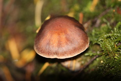 Cortinarius brunneus