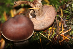 Cortinarius brunneus