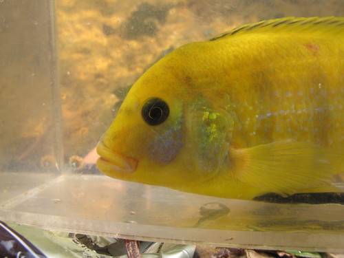 Electric yellow cichlid (Labidochromis caeruleus) — Cichlidae — 4